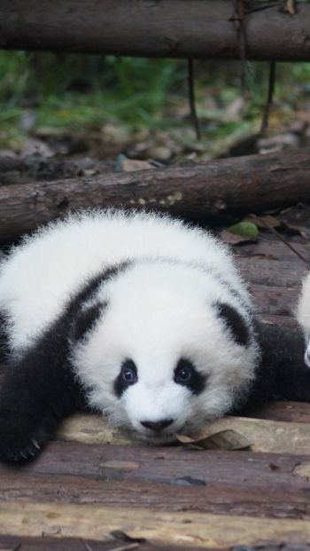 Обои 640x1136 детеныш панды, панда, милый