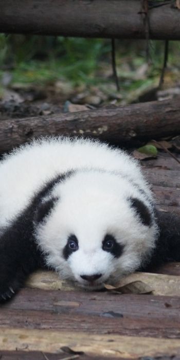 panda cub, panda, cute Wallpaper 720x1440