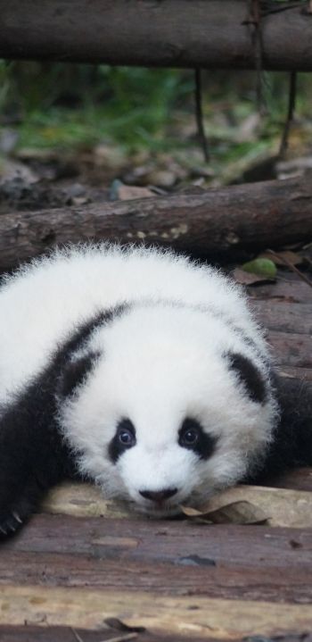 panda cub, panda, cute Wallpaper 1440x2960