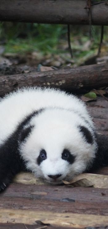 panda cub, panda, cute Wallpaper 1440x3040