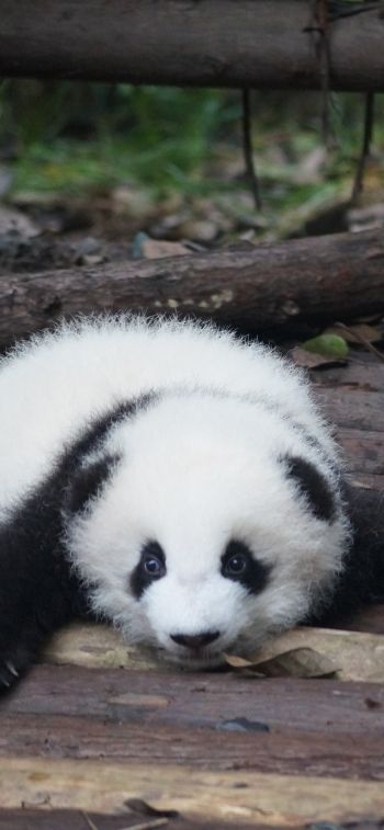 panda cub, panda, cute Wallpaper 1125x2436