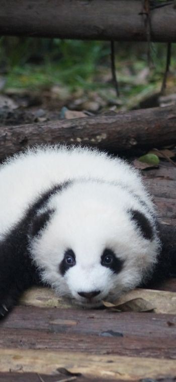panda cub, panda, cute Wallpaper 1080x2340