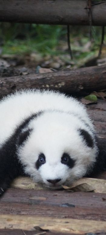 panda cub, panda, cute Wallpaper 1440x3200