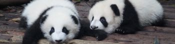 panda cub, panda, cute Wallpaper 1590x400