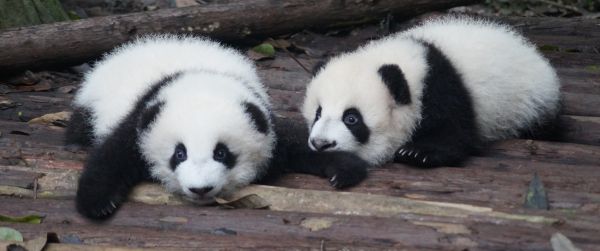 panda cub, panda, cute Wallpaper 3440x1440