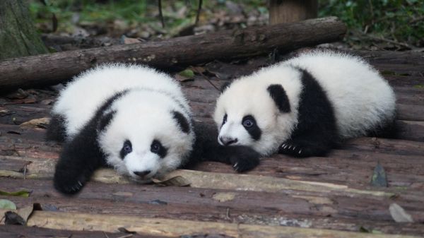 Обои 3840x2160 детеныш панды, панда, милый