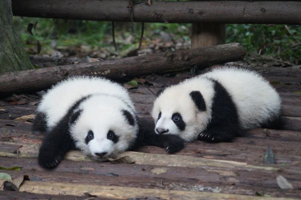 Обои 5456x3632 детеныш панды, панда, милый