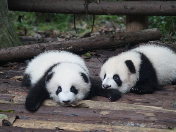 Обои 800x600 детеныш панды, панда, милый