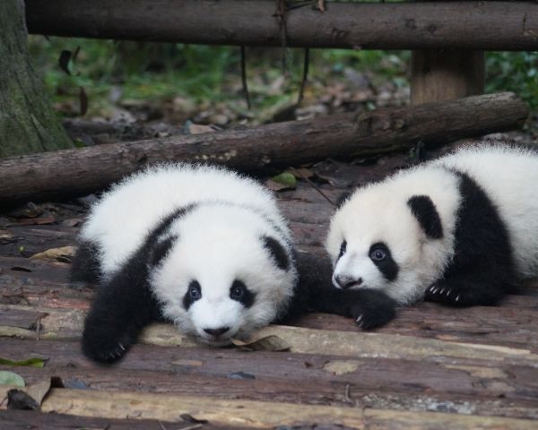 Обои 1280x1024 детеныш панды, панда, милый