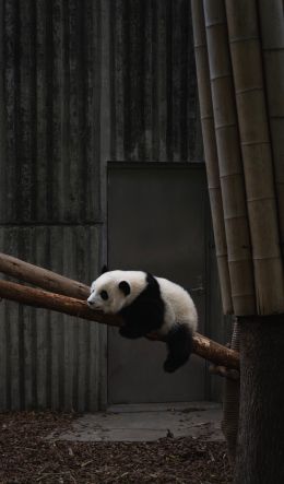 panda, bear, mammal Wallpaper 600x1024