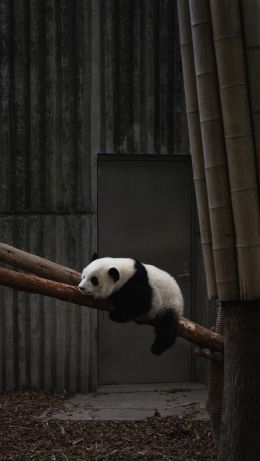 panda, bear, mammal Wallpaper 640x1136