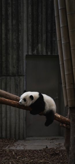 panda, bear, mammal Wallpaper 1080x2340