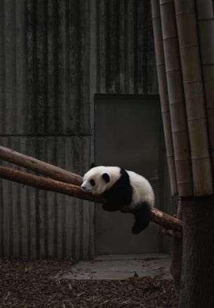 panda, bear, mammal Wallpaper 1640x2360