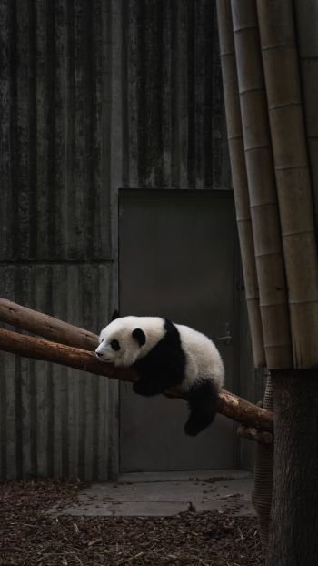 panda, bear, mammal Wallpaper 720x1280