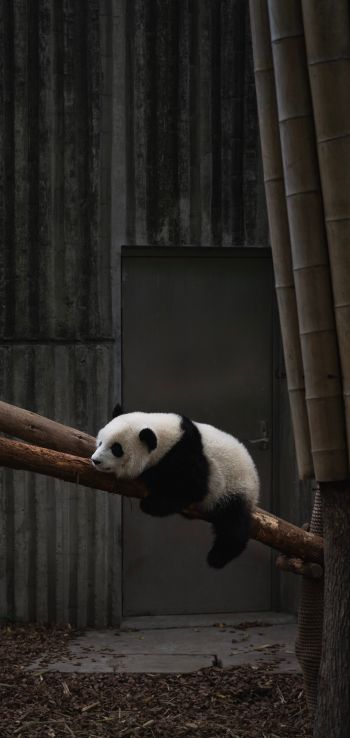 panda, bear, mammal Wallpaper 1440x3040