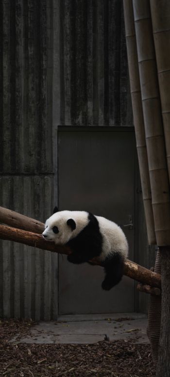 panda, bear, mammal Wallpaper 1080x2400