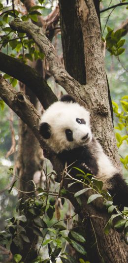 panda cub, bear, wildlife Wallpaper 1440x2960