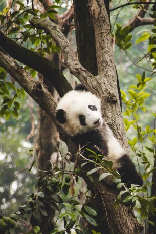 panda cub, bear, wildlife Wallpaper 640x960