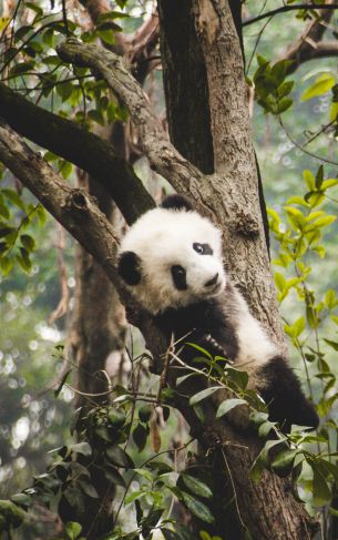 panda cub, bear, wildlife Wallpaper 1752x2800