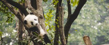 panda cub, bear, wildlife Wallpaper 2560x1080