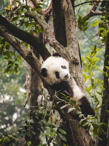 panda cub, bear, wildlife Wallpaper 1668x2224