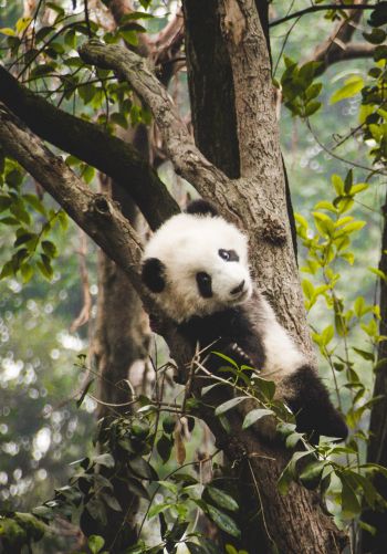 panda cub, bear, wildlife Wallpaper 1668x2388