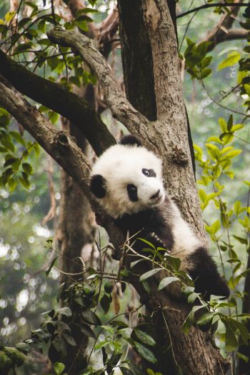 panda cub, bear, wildlife Wallpaper 640x960