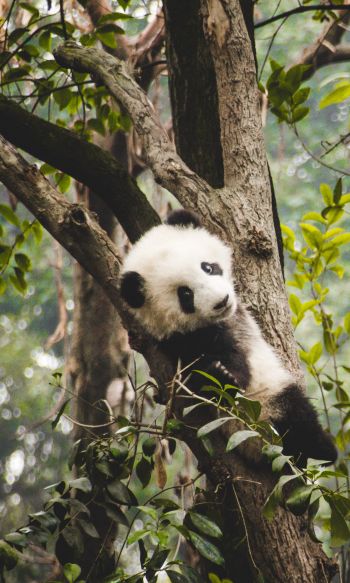 panda cub, bear, wildlife Wallpaper 1200x2000