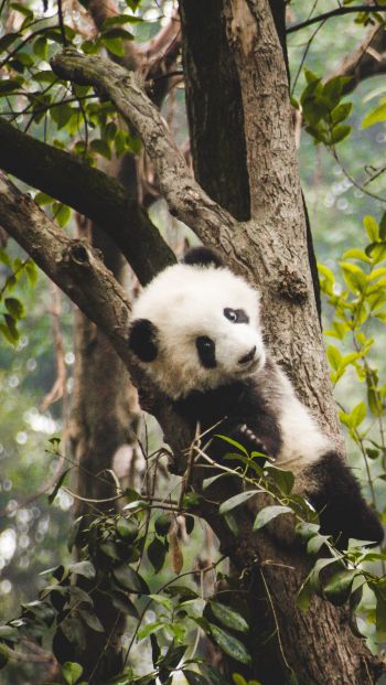 panda cub, bear, wildlife Wallpaper 640x1136