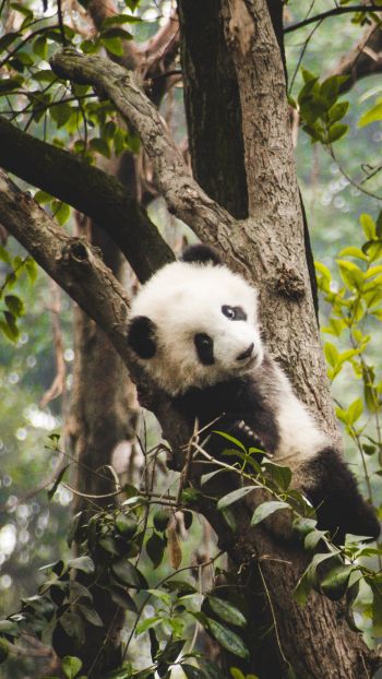 panda cub, bear, wildlife Wallpaper 1080x1920