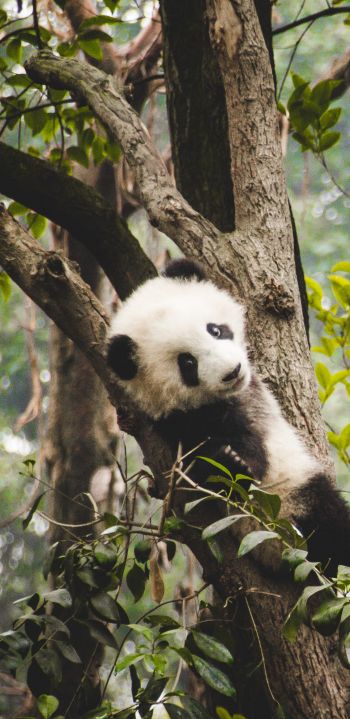 panda cub, bear, wildlife Wallpaper 1080x2220