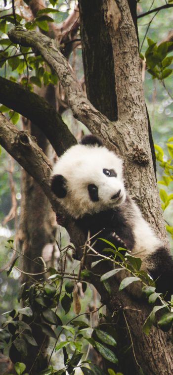 panda cub, bear, wildlife Wallpaper 1080x2340