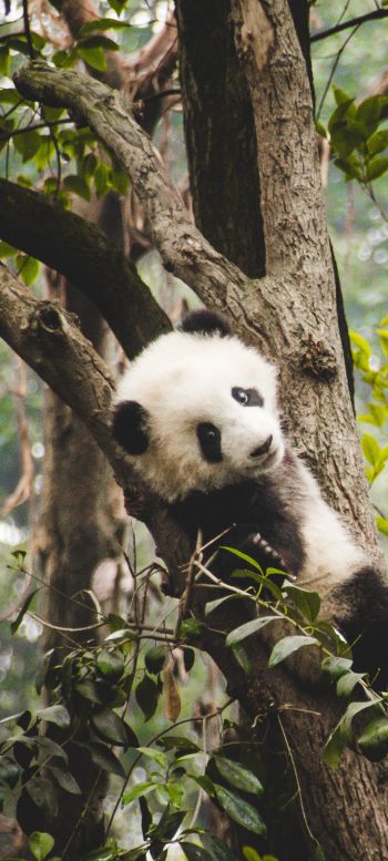 panda cub, bear, wildlife Wallpaper 1080x2400