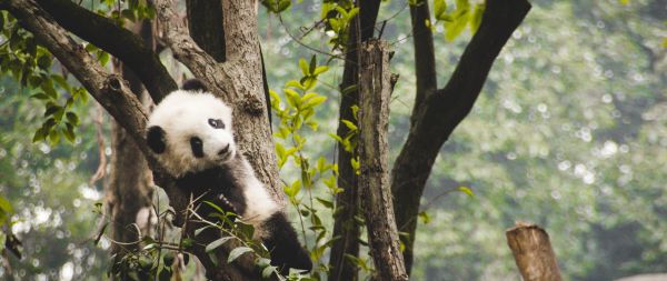 panda cub, bear, wildlife Wallpaper 2560x1080