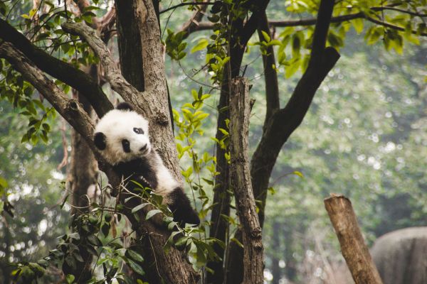 panda cub, bear, wildlife Wallpaper 5184x3456
