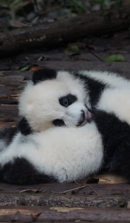 panda cub, bear, mammal Wallpaper 600x1024