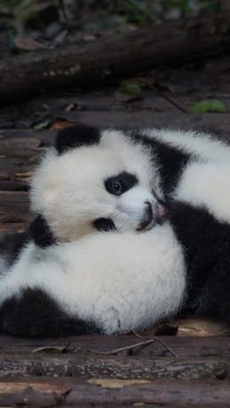 panda cub, bear, mammal Wallpaper 640x1136