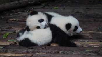 panda cub, bear, mammal Wallpaper 1280x720
