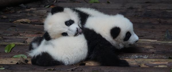 panda cub, bear, mammal Wallpaper 3440x1440