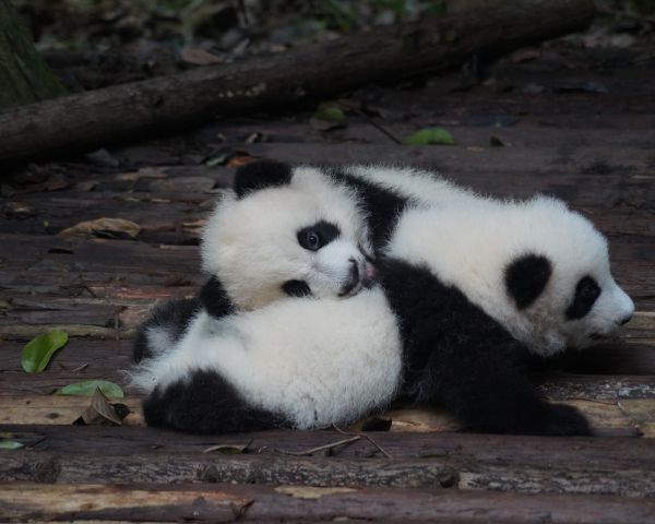 panda cub, bear, mammal Wallpaper 1280x1024