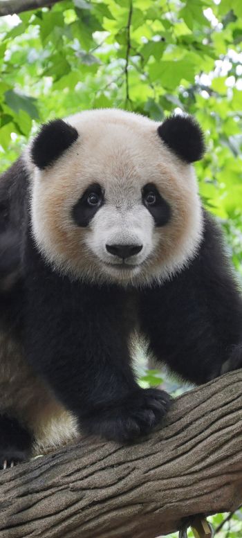 panda, bear, wildlife Wallpaper 1080x2400