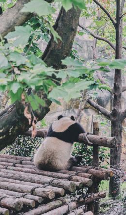 panda, bear, wildlife Wallpaper 600x1024