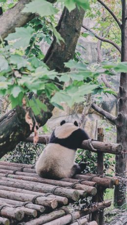 panda, bear, wildlife Wallpaper 640x1136