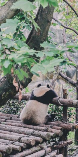 panda, bear, wildlife Wallpaper 720x1440