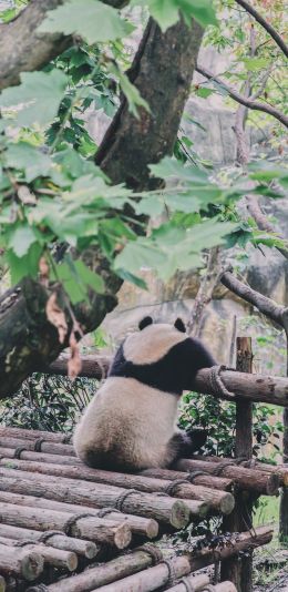 panda, bear, wildlife Wallpaper 1080x2220