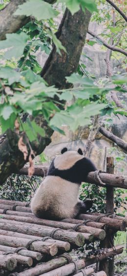 panda, bear, wildlife Wallpaper 1080x2340