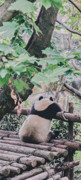 panda, bear, wildlife Wallpaper 1440x3200