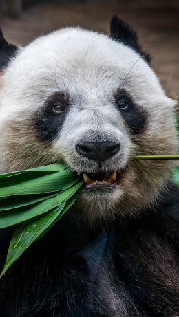 panda, mammal, bear Wallpaper 640x1136