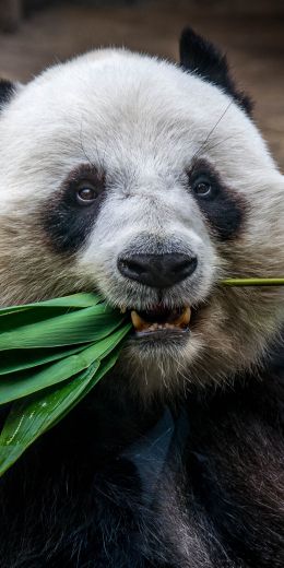 panda, mammal, bear Wallpaper 720x1440