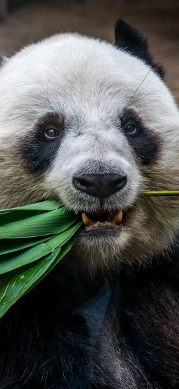 panda, mammal, bear Wallpaper 1080x2340